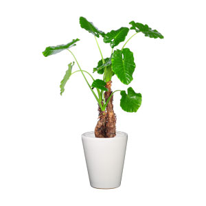 滴水观音 大型植物