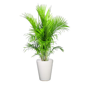 国王椰子 大型植物