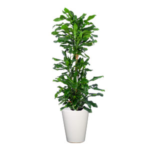青叶巴西铁 大型植物