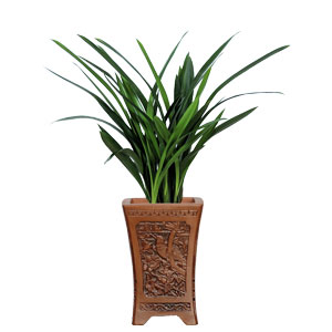 国兰 兰花 桌面名贵类植物