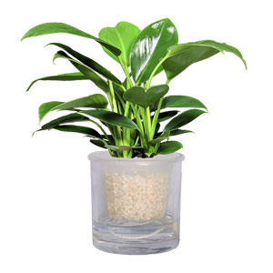 水生水培小金钻 水生小植物
