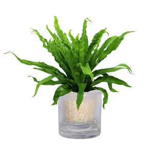 水生水培鸟巢蕨 水生小植物