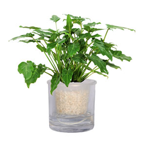 水培水生小天使 水生小植物