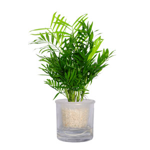水生水培小袖珍椰子 水生植物