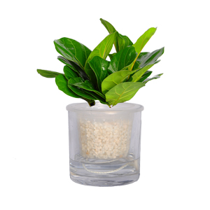 水生水培小琴叶榕 水生植物