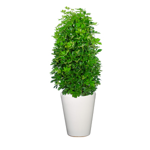 鸭掌木 鹅掌柴 大型植物
