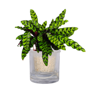 水生猫眼竹芋 小猫眼竹芋 豹纹竹芋 水生植物