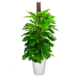 特大绿萝 绿萝柱 特大型植物
