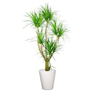 老树桩龙血树 龙须树 特大型植物