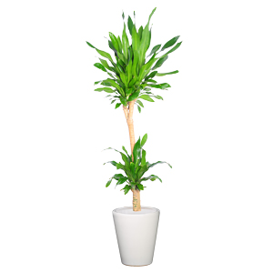 特大也门铁 特大型植物