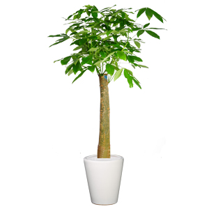 大单杆发财树  独杆发财树 特大型植物