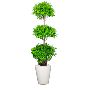 三层金钱榕树 特大型植物