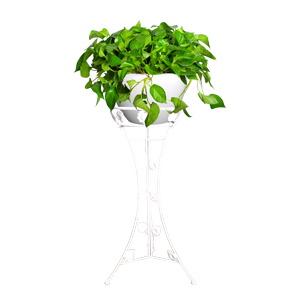 360绿萝 大号小绿萝 中型绿萝植物（含支架）