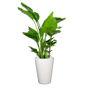 天堂鸟 鹤望兰 中型植物天堂鸟