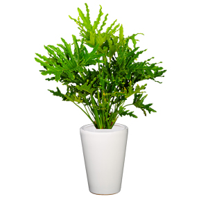 春羽 春芋  春雨 中型植物 观叶植物