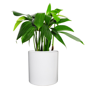 麒麟尾 桌面小植物