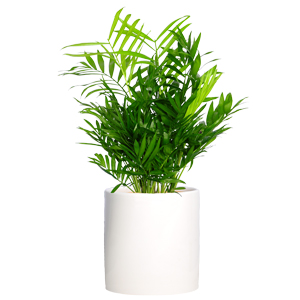 袖珍椰子 桌面小植物
