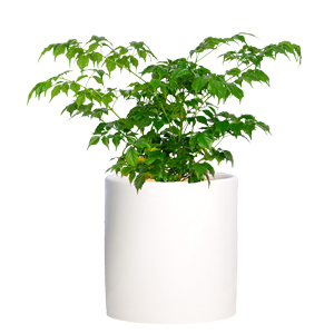 小幸福树 招财树 桌面小植物