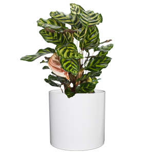 小孔雀竹芋 桌面小植物
