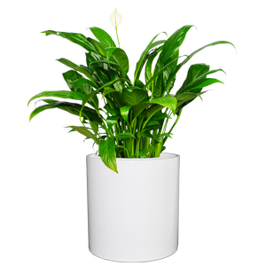 小白掌 一帆风顺 桌面小植物