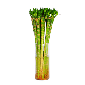 水生植物