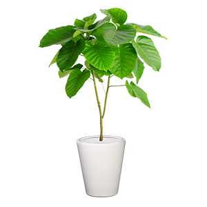 爱心榕 榕树 大型植物 大叶植物