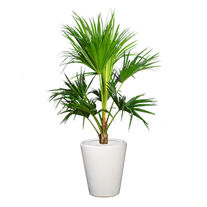 蒲葵 棕榈 棕竹 大型植物